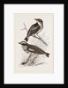 Whinchats by Anonymous