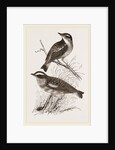 Whinchats by Anonymous