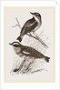 Whinchats by Anonymous