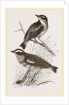 Whinchats by Anonymous