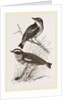 Whinchats by Anonymous