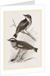 Whinchats by Anonymous