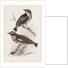 Whinchats by Anonymous