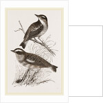 Whinchats by Anonymous