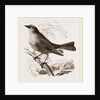 Blue-Bird by Anonymous