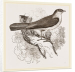 Nightingale by Anonymous