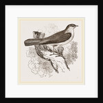 Nightingale by Anonymous