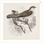 Nightingale by Anonymous