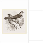 Nightingale by Anonymous