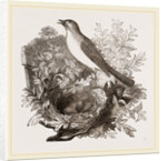Nightingale by Anonymous
