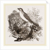 Nightingale by Anonymous