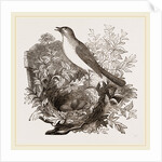 Nightingale by Anonymous