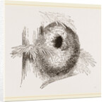 Nest of Long-tailed Titmouse by Anonymous