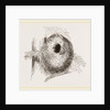 Nest of Long-tailed Titmouse by Anonymous