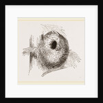 Nest of Long-tailed Titmouse by Anonymous