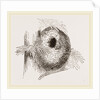 Nest of Long-tailed Titmouse by Anonymous
