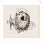 Nest of Long-tailed Titmouse by Anonymous