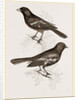 Black Titmice by Anonymous