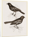 Black Titmice by Anonymous
