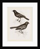 Black Titmice by Anonymous
