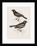 Black Titmice by Anonymous