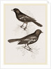 Black Titmice by Anonymous