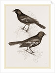 Black Titmice by Anonymous