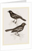 Black Titmice by Anonymous