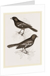 Black Titmice by Anonymous