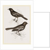Black Titmice by Anonymous