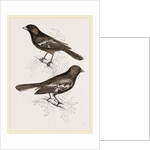 Black Titmice by Anonymous