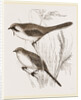 Bearded Titmice by Anonymous