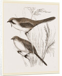 Bearded Titmice by Anonymous
