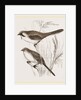Bearded Titmice by Anonymous