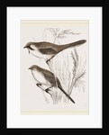 Bearded Titmice by Anonymous