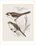 Bearded Titmice by Anonymous