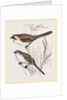 Bearded Titmice by Anonymous