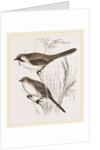 Bearded Titmice by Anonymous