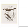Bearded Titmice by Anonymous