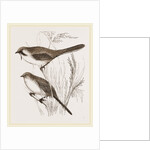 Bearded Titmice by Anonymous