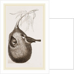 Penduline Titmice and Nest by Anonymous