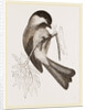 Black-cap Titmouse by Anonymous