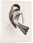Black-cap Titmouse by Anonymous
