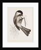 Black-cap Titmouse by Anonymous