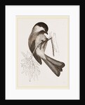 Black-cap Titmouse by Anonymous