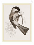 Black-cap Titmouse by Anonymous