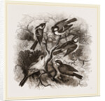 Group of British Titmice by Anonymous