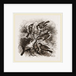 Group of British Titmice by Anonymous