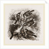 Group of British Titmice by Anonymous