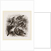 Group of British Titmice by Anonymous